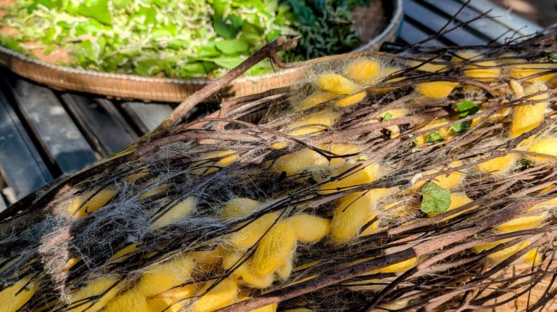 Silkworms and cocoons.  